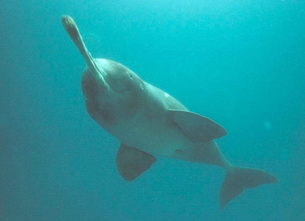 The Majestic Xihu Dolphin